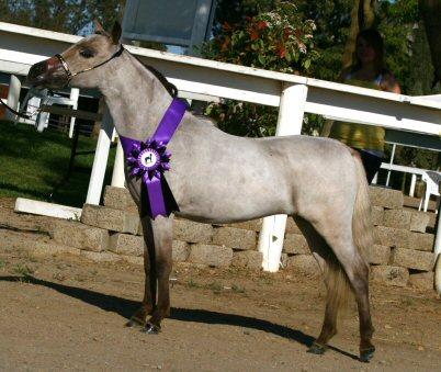 Winning Supreme Champion in 2009