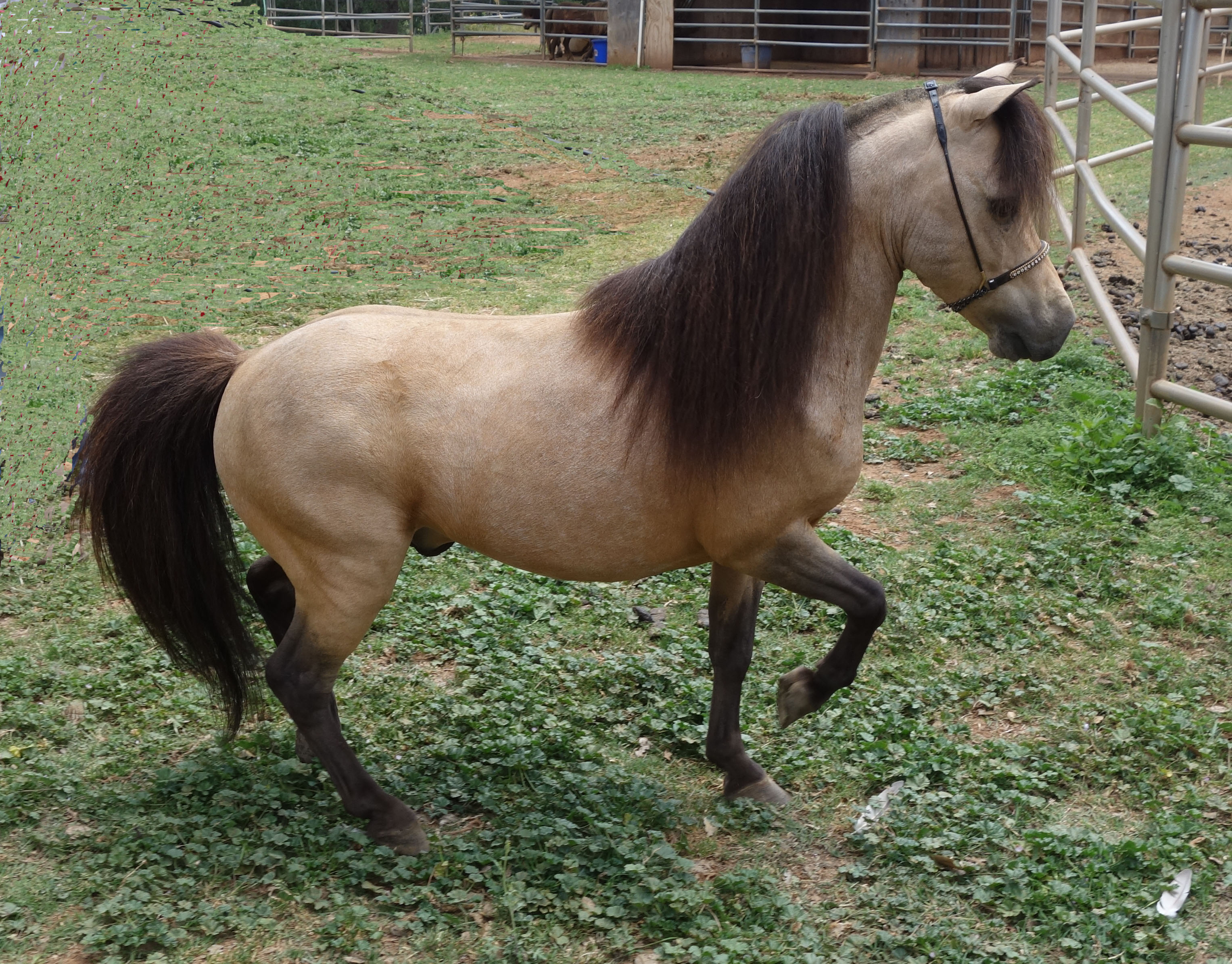 Mini Horse Stallion