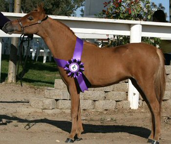 Winning Supreme Halter Horse in 2009