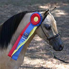 2004 AMHA Western Champion - Solid Color Stallions and Geldings Mystic Rose Pass the Buck 500