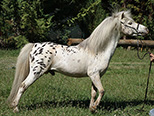 Sierras Gold Phoenix