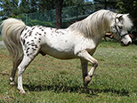 Sierras Gold Phoenix