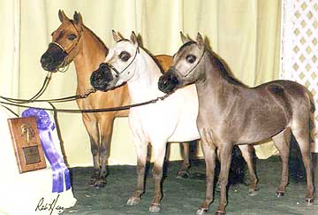 2004 AMHA Western Champion - Produce of Dam