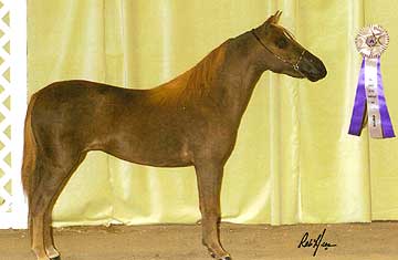 2004 AMHA Western Champion - Top 5 - Junior Mares